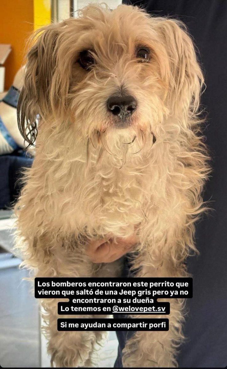 #SERVICIOSOCIAL
SE BUSCA A SU FAMILIA
“Perrito extraviado este día 4 de febrero, en Calle La Mascota San Salvador, perrito se salto de camioneta color gris

Se encuentra resguardado en la clínica veterinaria de WE LOVE PET” contacto 7924 9747