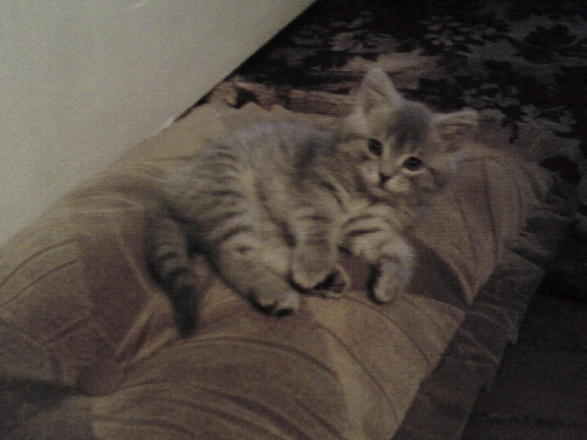 Rodler-H8🔞 tweet media