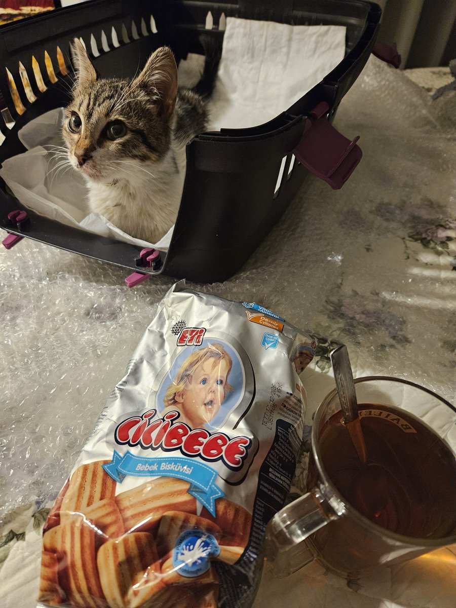 Arzu_Deniz_Teo's tweet photo. Yirimmmmm bunları... 🥰🐱🫓☕️ #CiciBebe #Minik https://t.co/kEVFyQuiWQ
