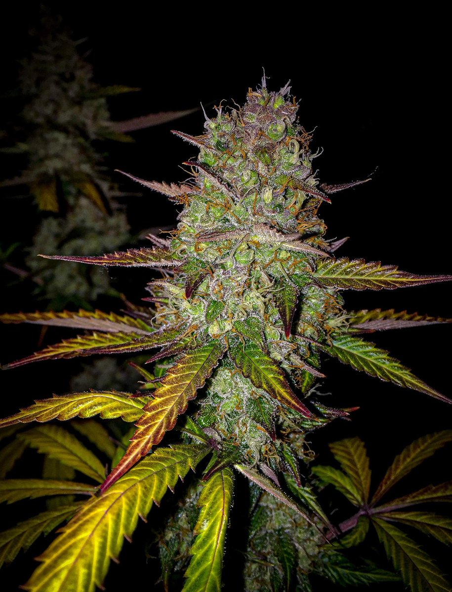 Auto Seeds tweet media