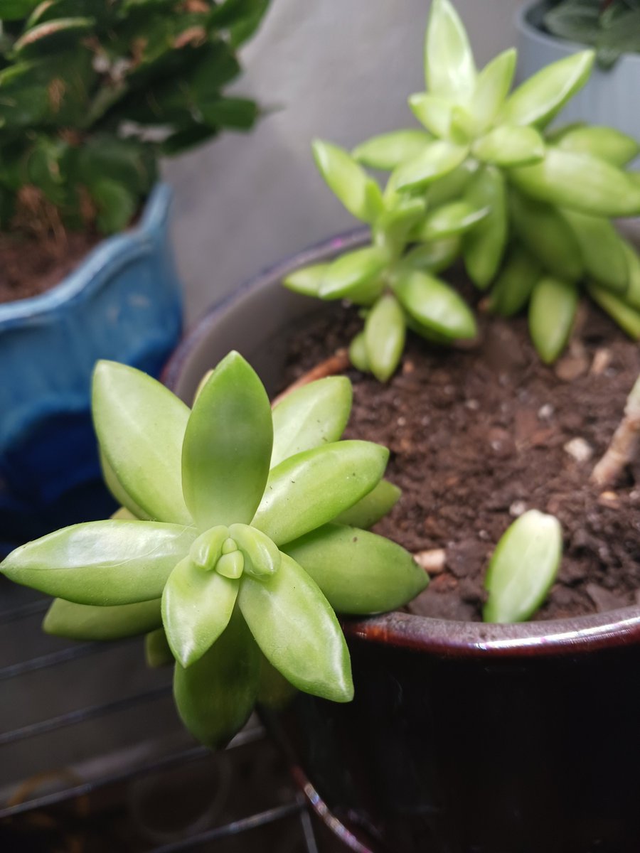 fiore_rae's tweet photo. After all this snow and harsh reality checks this week, having a strong appreciation for survival this morning ✨️ enjoy my plants with me! #FeelAllTheFeelings #Survivor #plants https://t.co/YCo7liqsyo