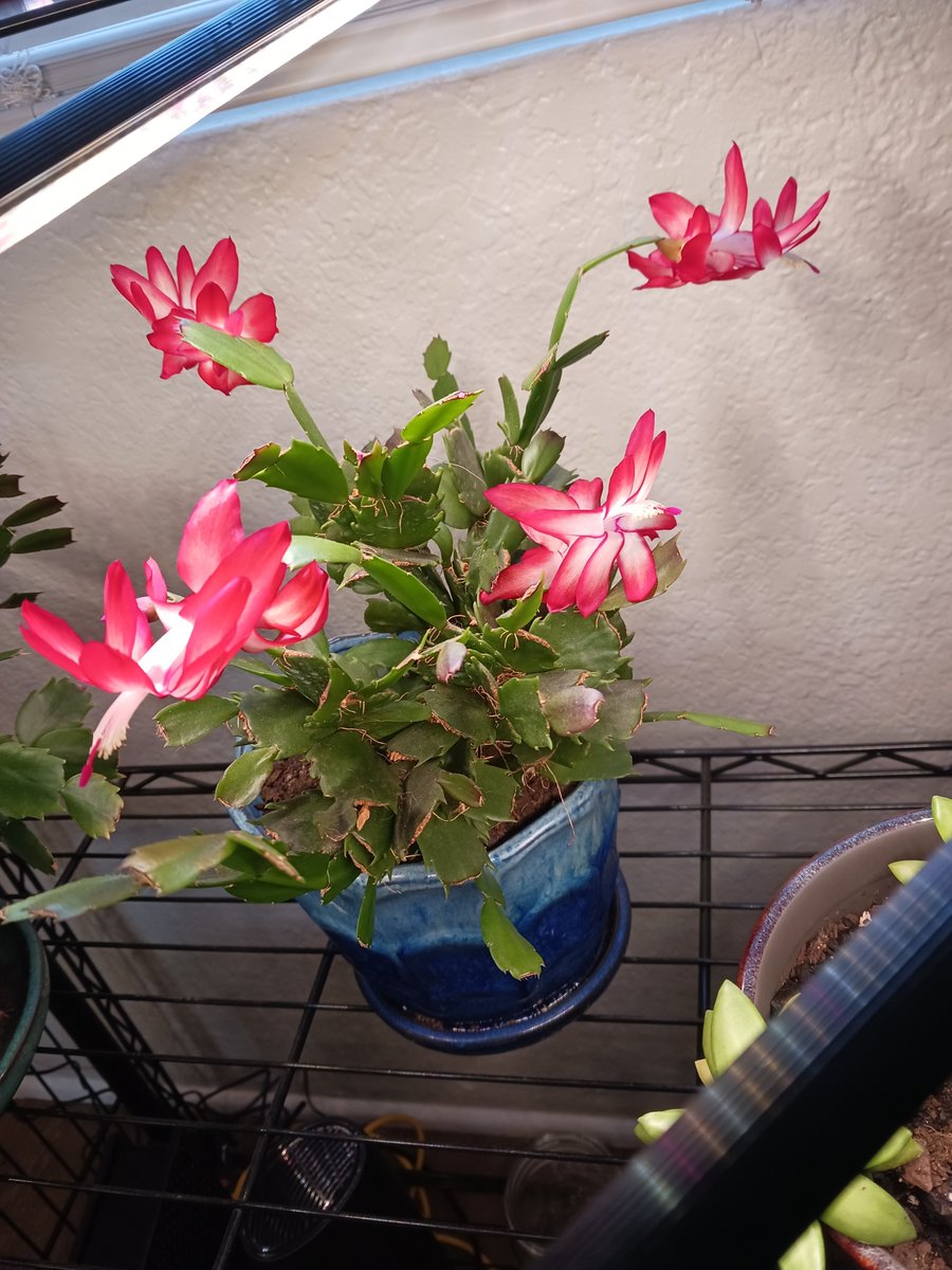 fiore_rae's tweet photo. After all this snow and harsh reality checks this week, having a strong appreciation for survival this morning ✨️ enjoy my plants with me! #FeelAllTheFeelings #Survivor #plants https://t.co/YCo7liqsyo