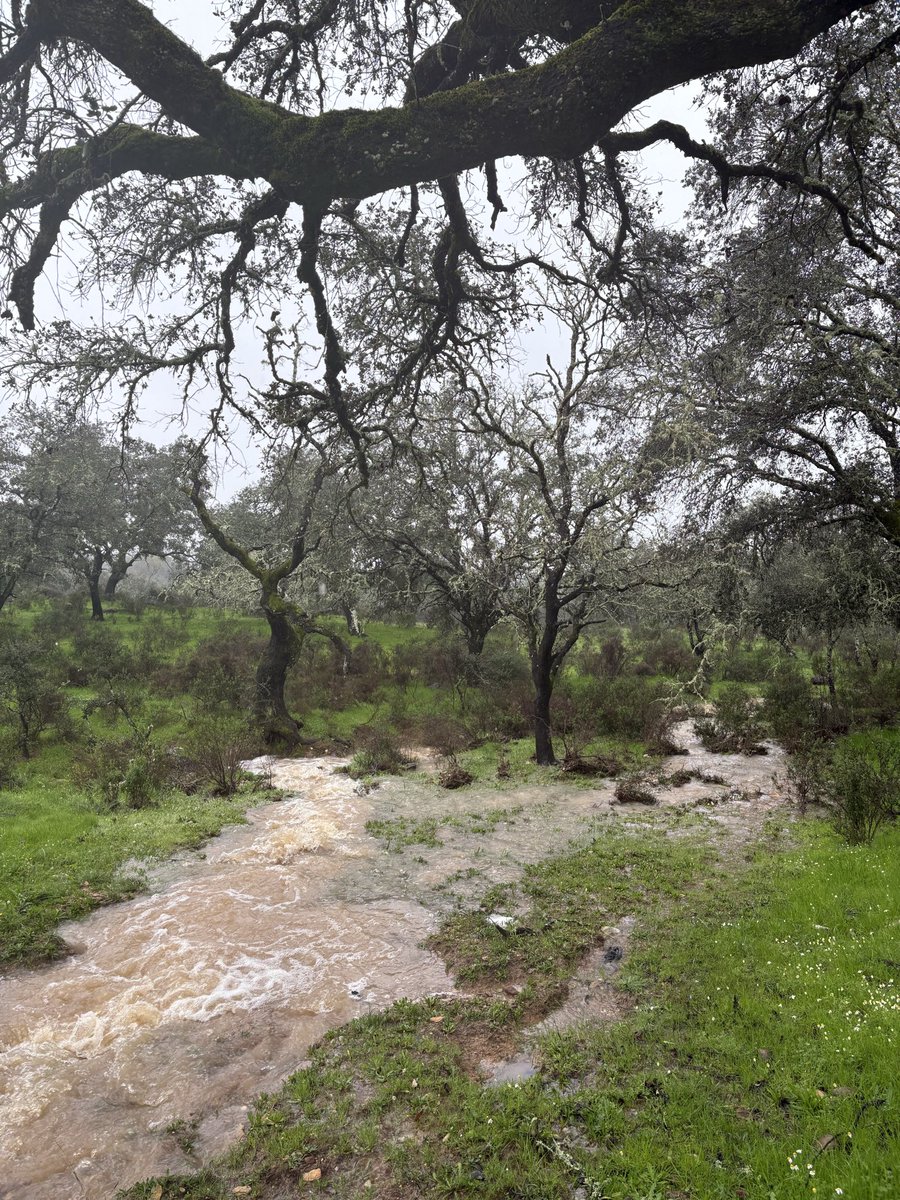Meteo Zalamea la Real tweet media