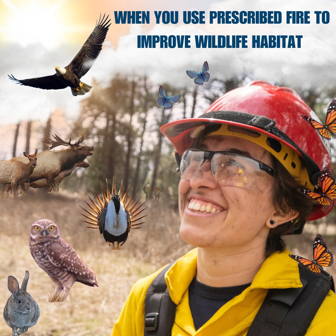 USFWS Fire (Archived) tweet media