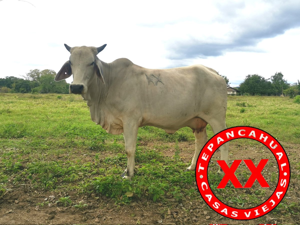 Ya se nota en los vientres y ubres de estas novillonas que se viene una nueva generación de becerr@s con buena genética y adaptabilidad a la rusticidad.
.

.

.

.

.
.
.
#rancho #ranchlife  #ganado #cattle  #Huasteca #Veracruz #Tantoyuca #Tepancahual #RanchoCasasViejas