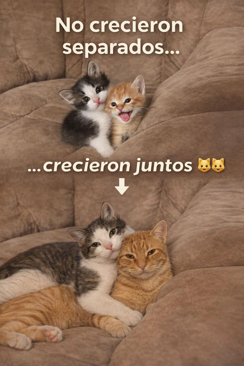 Que así sea con Leo y Luna 🙏🏻✨ merecen un hogar bonito y responsable. Les garantizamos mucha diversión, son tan traviesos y divertidos 🤭