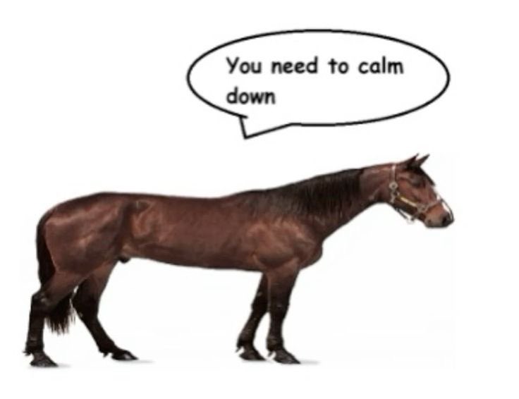 horse tweet media