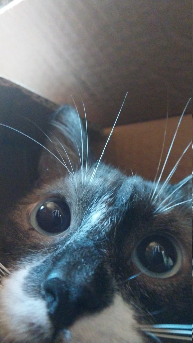 Milo tá pronto pra mudança, só jogar no caminhão