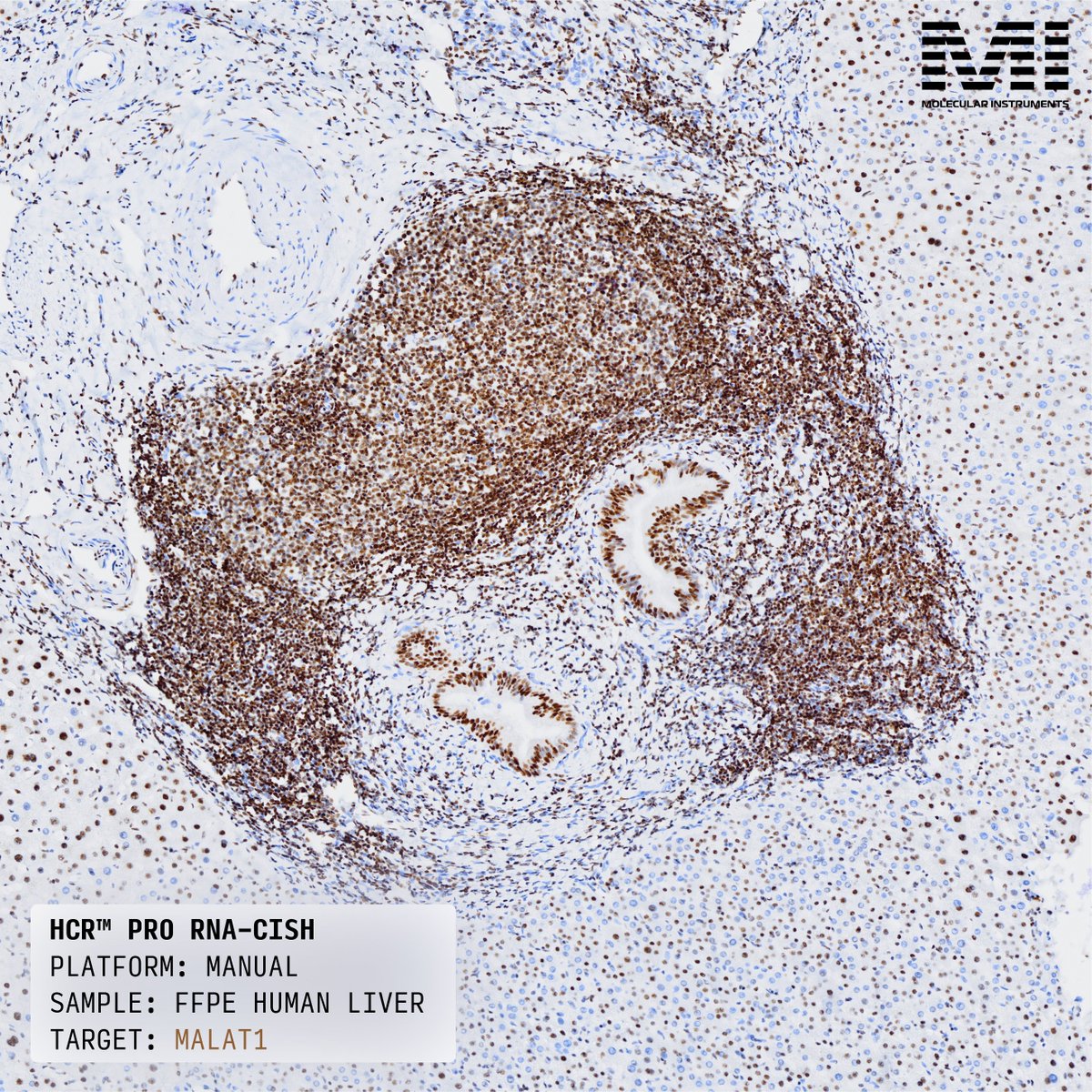 Molecular Instruments tweet media