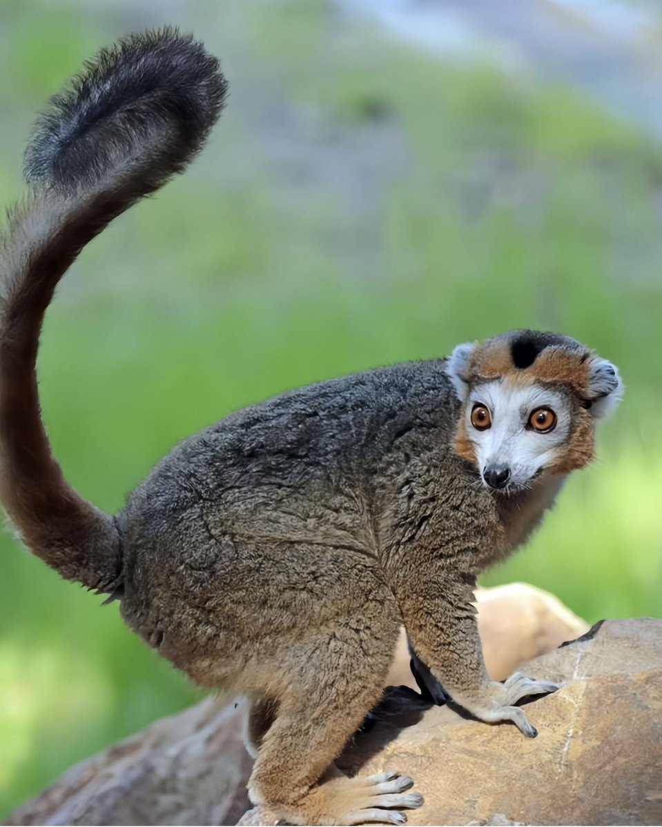Un LÉMUR coronado.