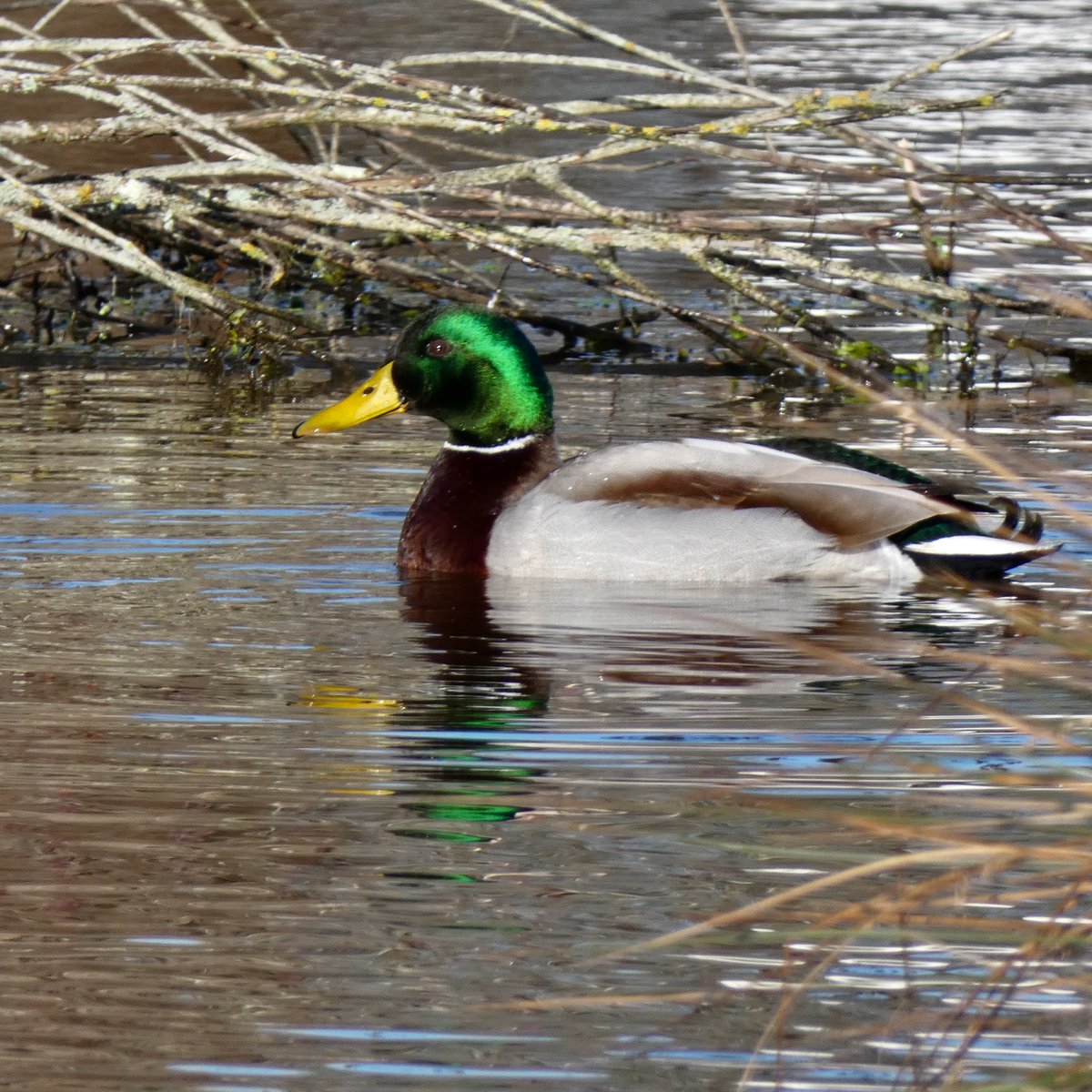 cboisseau4's tweet photo. ☀️☀️ Sous le #soleil #eyes #colvert #mallard #birdlovers #rennes #bretagne https://t.co/1vzw835PRY