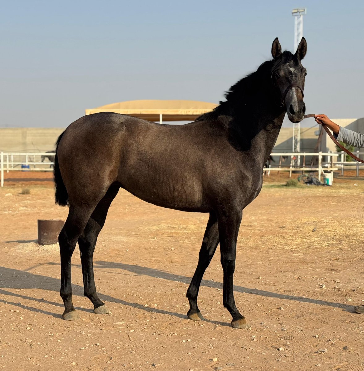alatawi_badr's tweet photo. مهره رقم ٧٧ ( يوم الجمعة )
مواليد ٤/٣/٢٠٢٤
الام : شبلة السبية كسبانة مرتين بنادي الفروسية و ١١ ميزان
الأب : بيرد سونق

اخت 
البطلة مرعدة G1 ( قروب ون ) لديها ٣ مكاسب واحدة منها كأس الملك فهد رحمه اللّٰه https://t.co/hi1wASyDFX