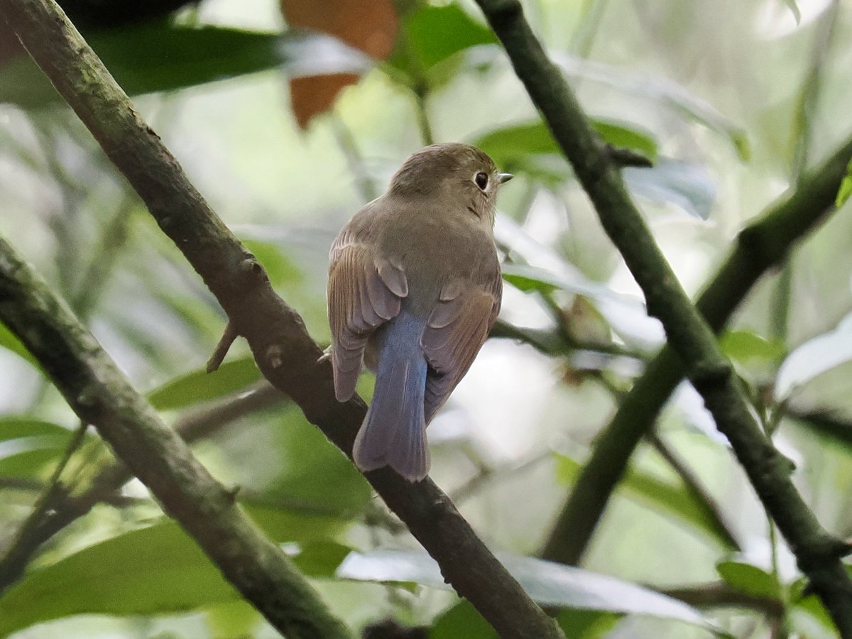 Rob Rackliffe tweet media