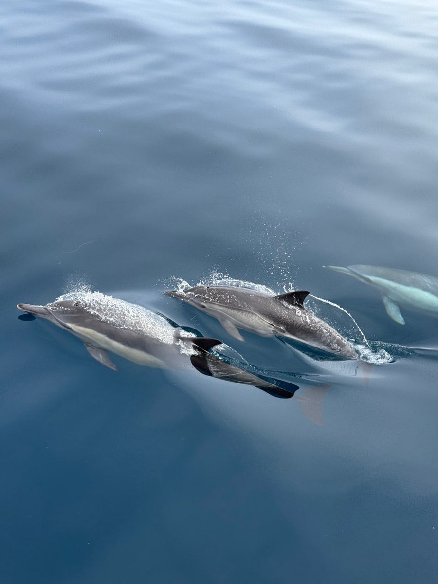 JenniferRi62995's tweet photo. Whale chasing failed at Newport Beach, Irvine, but a dolphin encounter occurred instead! https://t.co/WE1qyQgrNg
