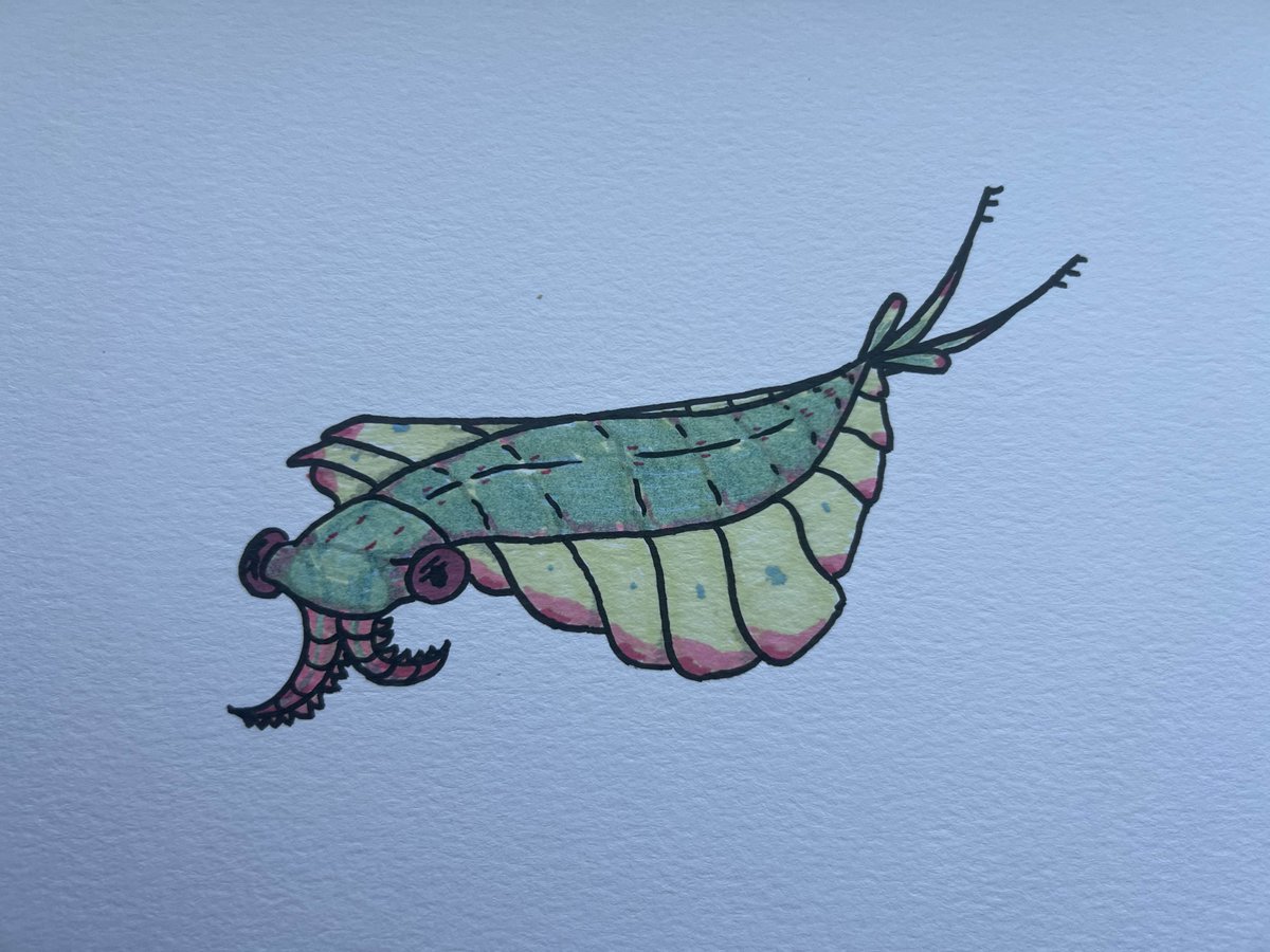 I drew anomalocaris, which in Latin means 'chud shrimp'... please be nice to him!
