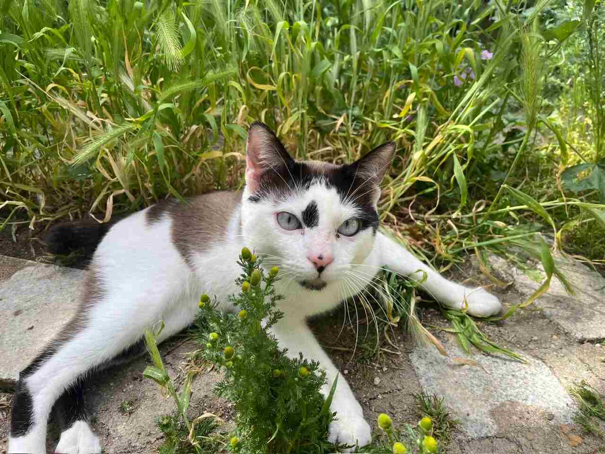 Pedro, nació en marzo 2024
Lo dejaron abandonado en la Policía Local, dentro de su transportín, sin ninguna explicación. 
Es un gato tranquilo, sociable con las personas y cariñoso sin ser pegajoso.
Pedro está sano, testado, esterilizado y listo para encontrar un hogar.
#Ávila