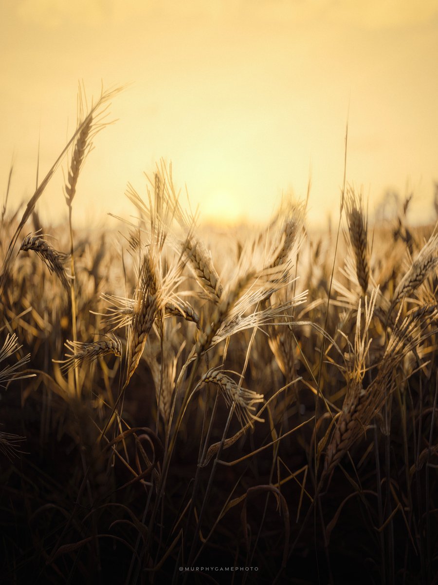 MurphyVP tweet media