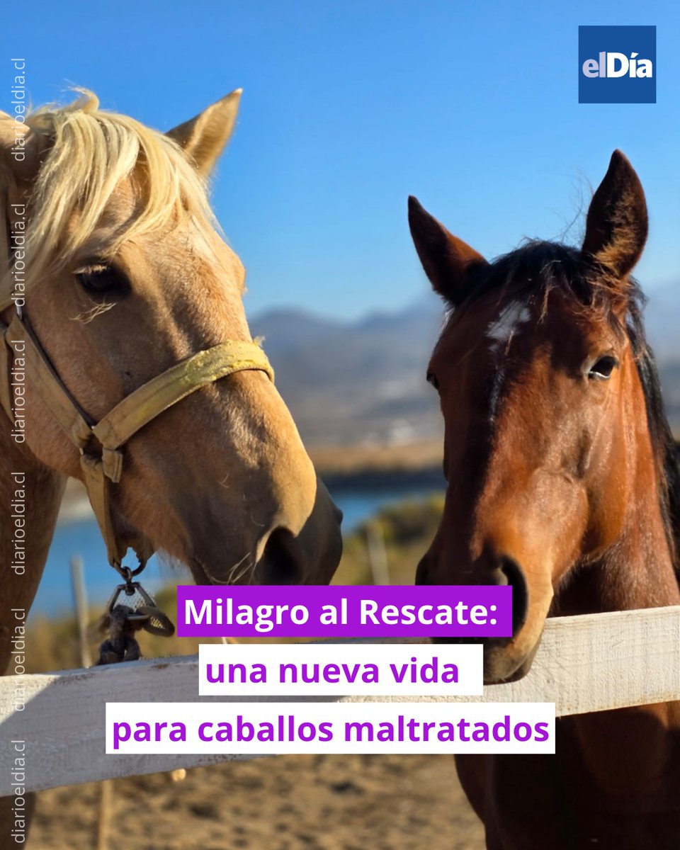 eldia_cl's tweet photo. 🐴 La fundación comenzó a operar de manera independiente en 2024. A la fecha, ha rescatado y rehabilitado a 14 caballos, pese a los elevados costos económicos y emocionales que implica mantener y recuperar a estos animales.
  #ElDíaInforma 👉 https://t.co/9g7ydjHpoT https://t.co/b0k7HmAr1Q