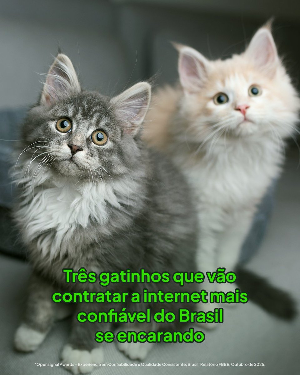Quem é gato mesmo não vai deixar essa oportunidade passar 😺💋