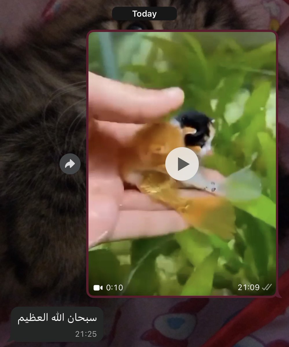 Spaghetti ˚ ༘ 🦖𖦹⋆｡˚ tweet media