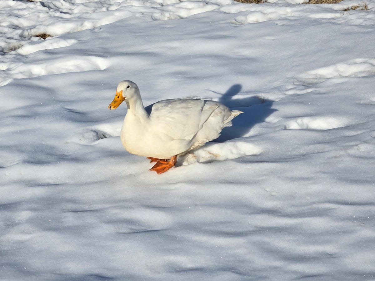 township duckship range tweet media