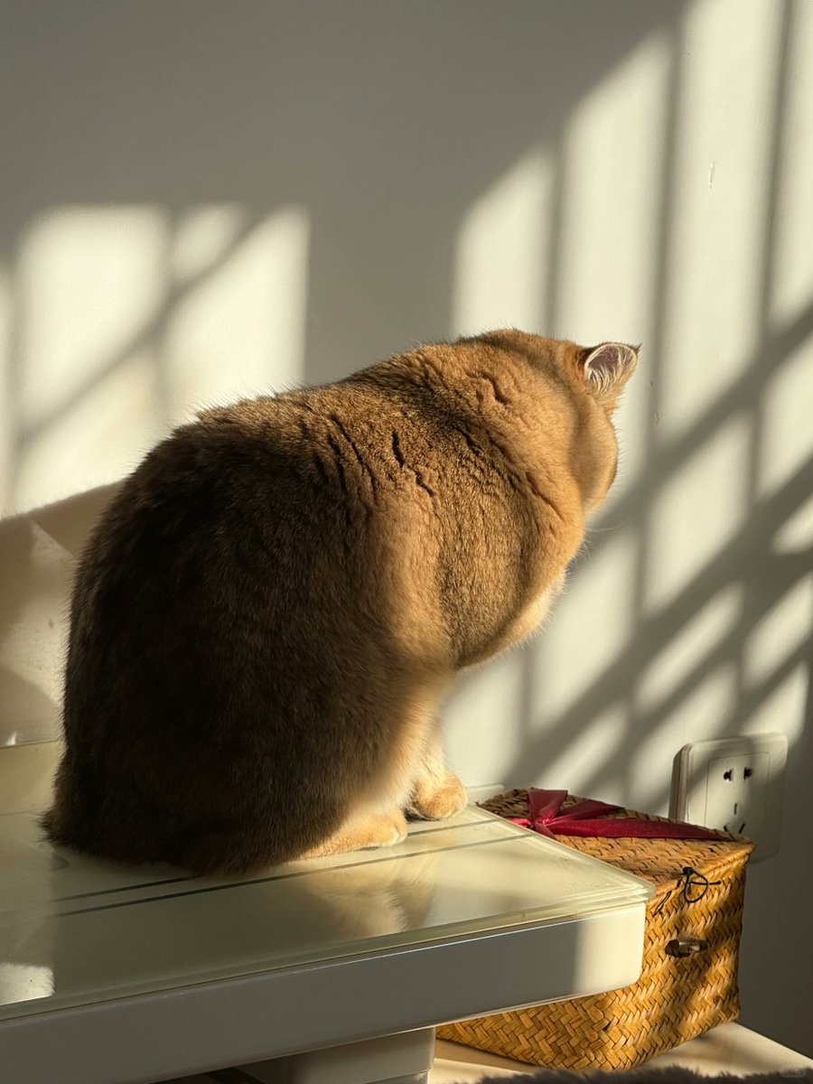 ChloeNMa's tweet photo. Where light meets fluff. Everything is lovely in the sun. https://t.co/J6xNwED1VH