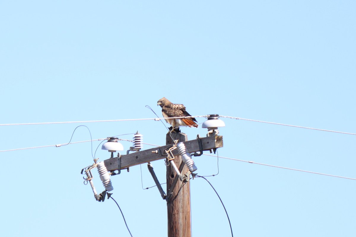 RED TAILED HAWK IN MY YARD . FINALLY