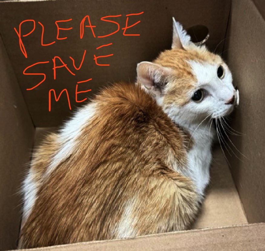 j omallj (@omallj) on X