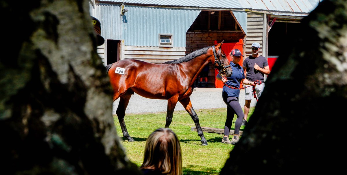 NZB Standardbred tweet media