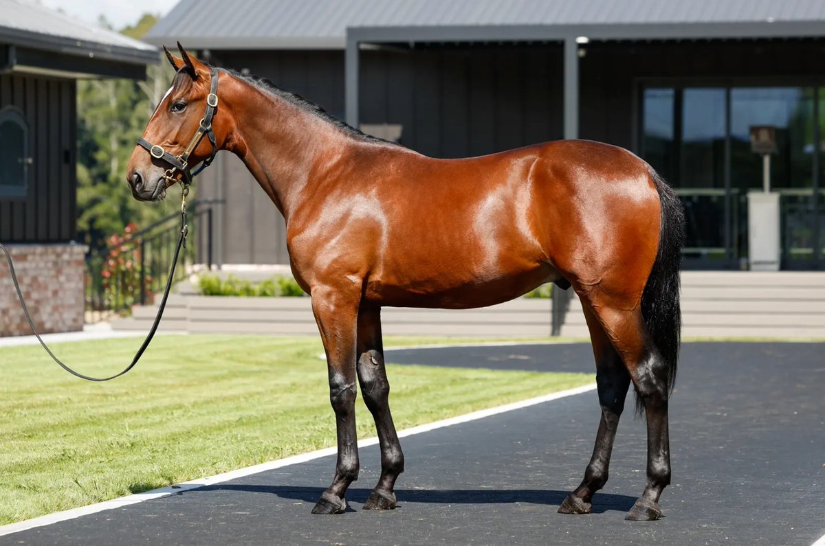 NZB Standardbred tweet media