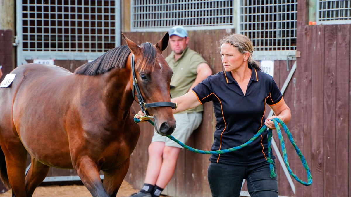 NZB Standardbred tweet media