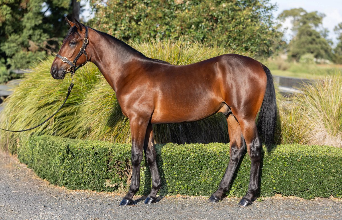 NZB Standardbred tweet media