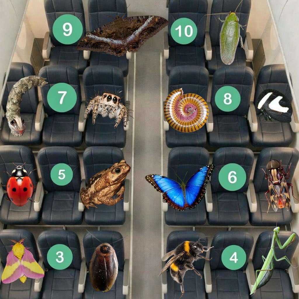 CesarFavacho's tweet image. “O voo está quase lotado, qual poltrona você escolheria pra sentar?”