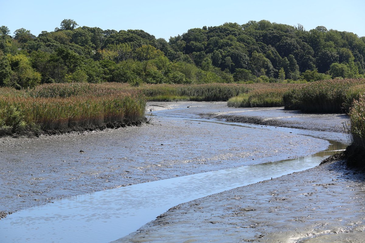 Ed Braunstein tweet media