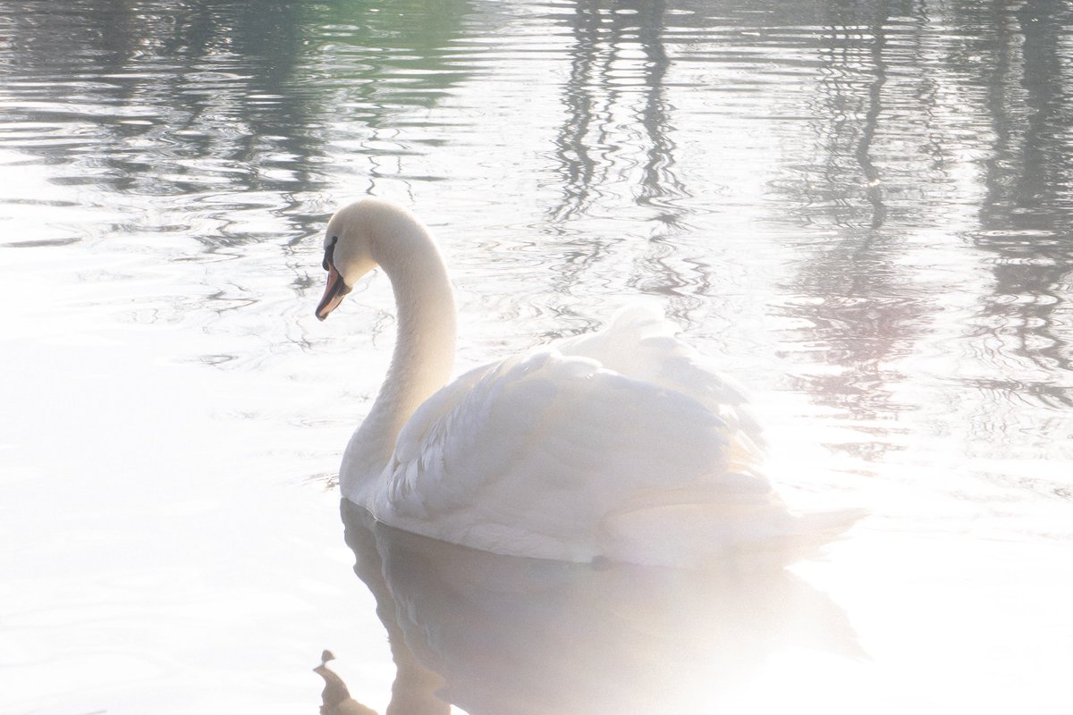 I love to take dreamy swan pics in the morning