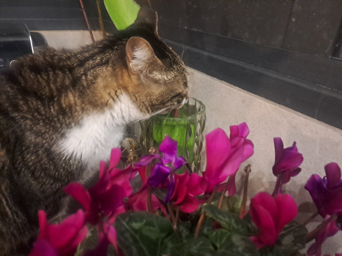 The Duck tweet media