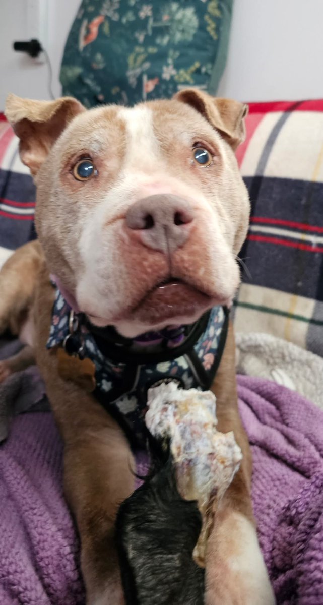 How beautiful is our lovely lass Marge 😍 this darling girl finds herself at the age of 15 in rescue. 
Does she hold any grudges?
Not a single one!
She loves everyone 💕 &amp; everyone loves her ❤️ 
Better days are on their way now, all the love and cuddles, all for Marge 🥰 #TeamZay