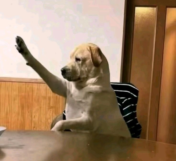 PAWS Intern tweet media