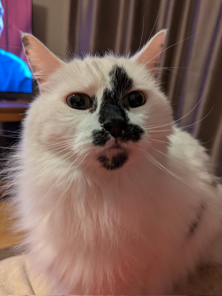 This is one of my cats. He is called Roarshack, deliberate misspelling. 

He wants you all to look at his face and say what you see... Like a true Rorschach test.

Then buy my book!
Carpentry In The Elven Forest.
books2read.com/u/mdvY2w

#BookTwitter 
#FantasyBooks