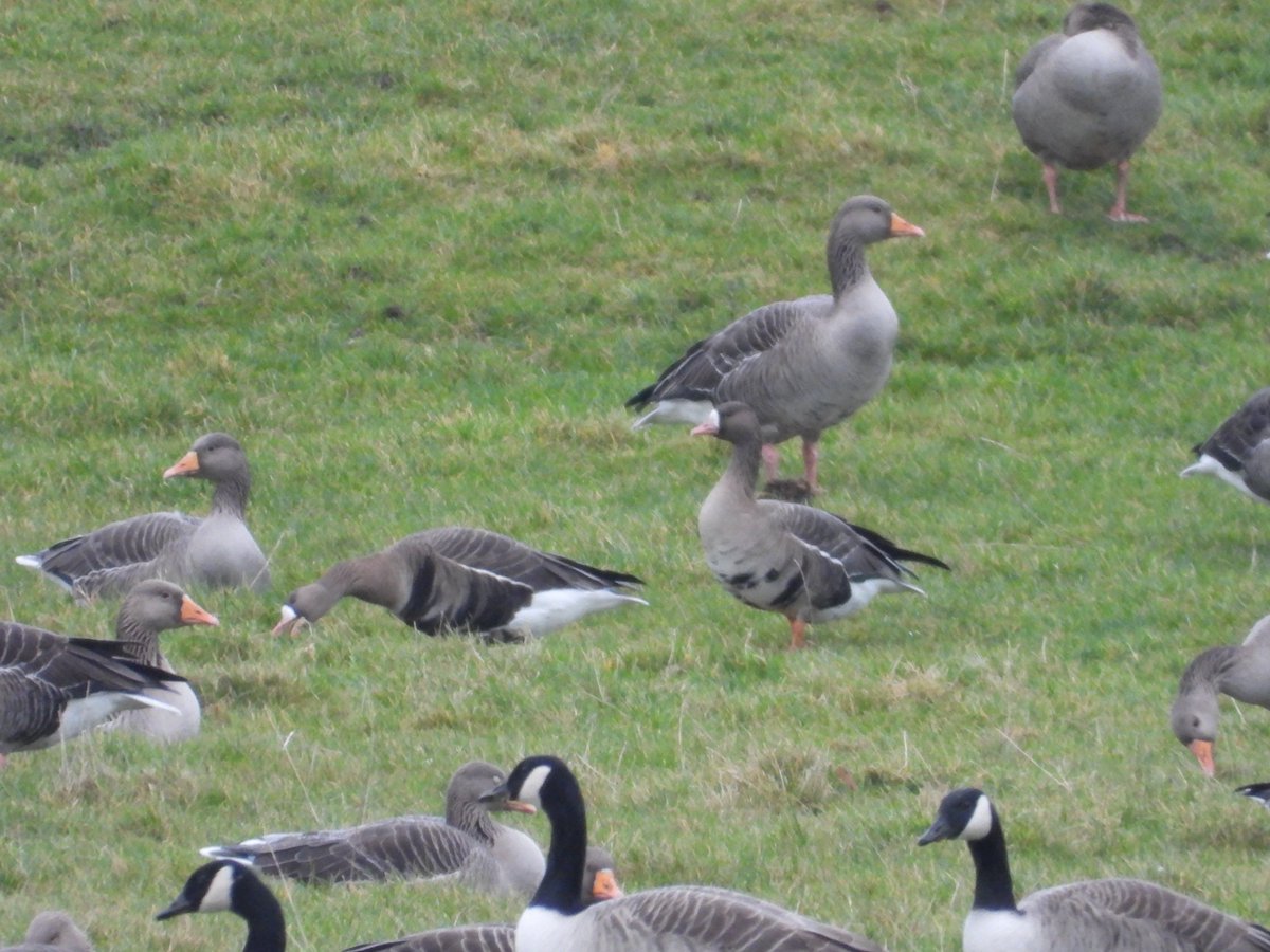 scottblack72's tweet photo. 8 Russian whitefronts in a mixed group of c220 geese predominantly greylag opp Coventry Fencing yard near Carstairs today. Group included 2 well marked adults and 1 first winter bird @Clydebirding https://t.co/jQORDkGeV0