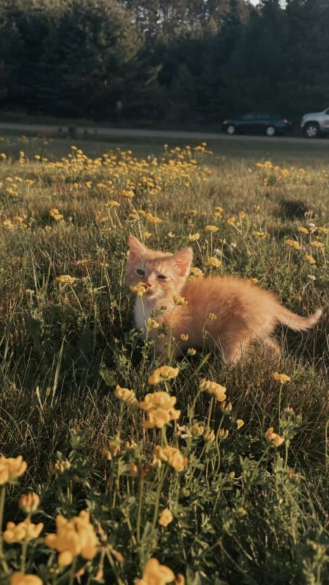 oaesthetiicc's tweet image. 