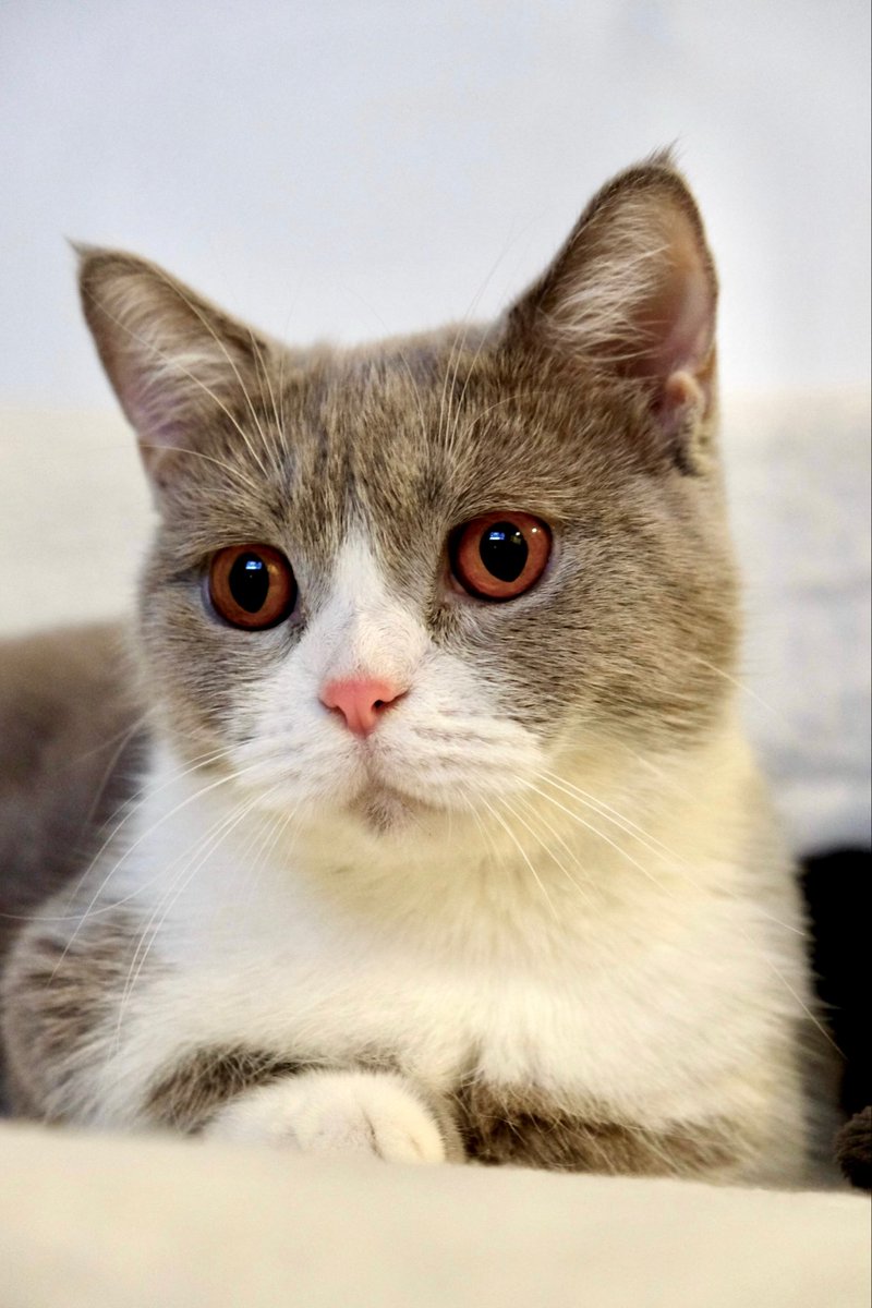 paujiahque's tweet photo. the closest look-alike to my lilith that I can adopt for now 🐾  #heartopia https://t.co/EBjtrV6bl5