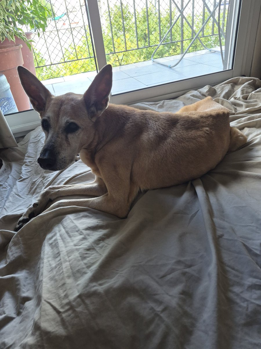 Hoy se me fue mi dulce Pipa! Gracias por estos 17 años compartidos! Voy a extrañar esas orejas. Ya te extraño!❤️🤲😪