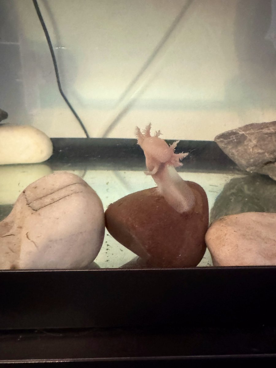 RIZE |Chezi99 tweet media