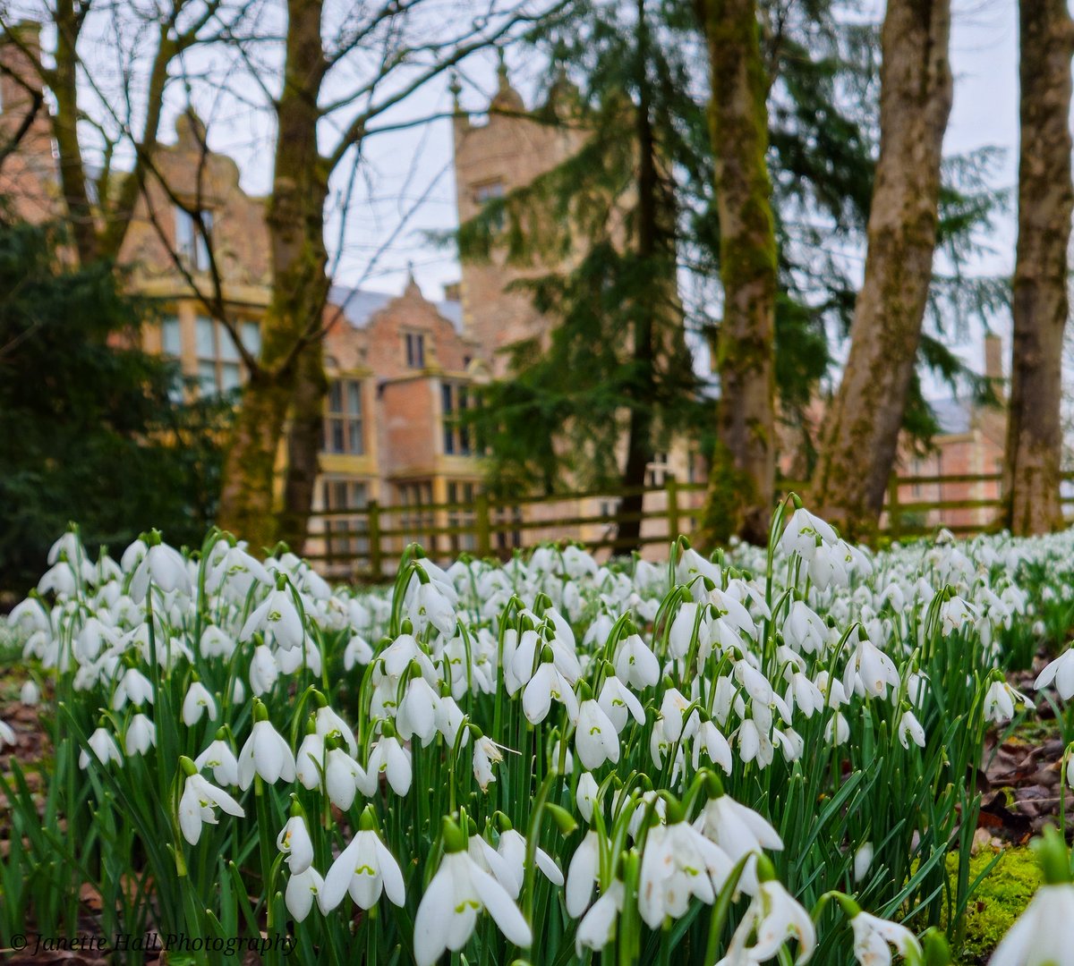JanetteHall's tweet photo. Snowdrops display 🤍 at Bank Hall, Bretherton 🌱
#bankhall #snowdrops #colours #nature #NaturePhotography #NatureBeauty #naturelovers #green #white #plants #petals #frost #cold #flowers #flower #FlowerPower #FlowerHour #signofspring @VisitLancashire https://t.co/BIBHJdcKBw