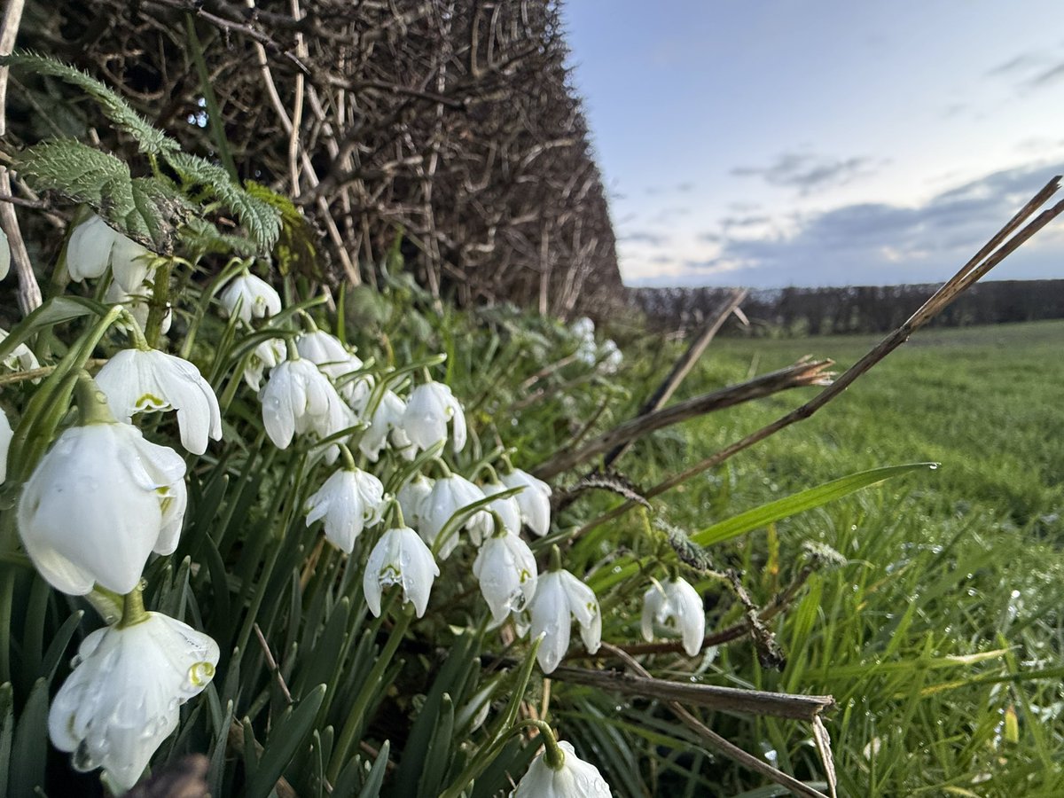 Nick Sigley tweet media