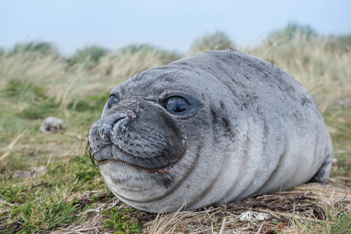 NO YOU CANT PLAY GHOLDENGO EX ITS SO BRAINLESS YOU EAT GLUE AND CRAYONS FUCK YOUUU!!!!!!!

Me (fat seal): i love drawing cards :D make it rain for 300 :D *slaps fat oily belly*