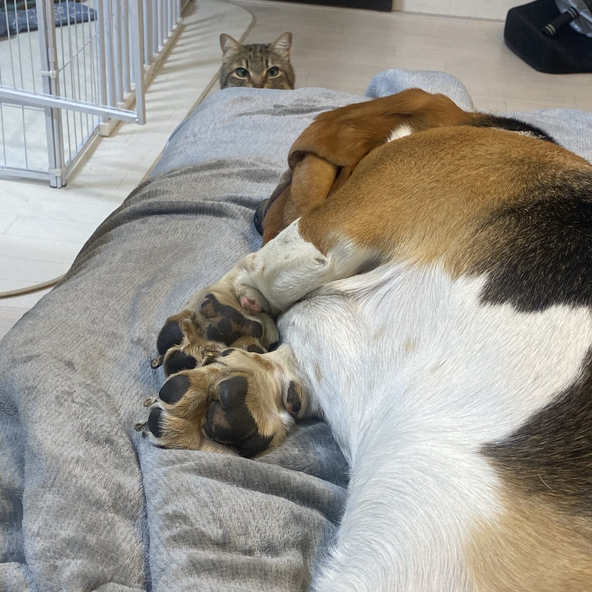 くまこ@絶賛アカウント制限中助けて tweet media