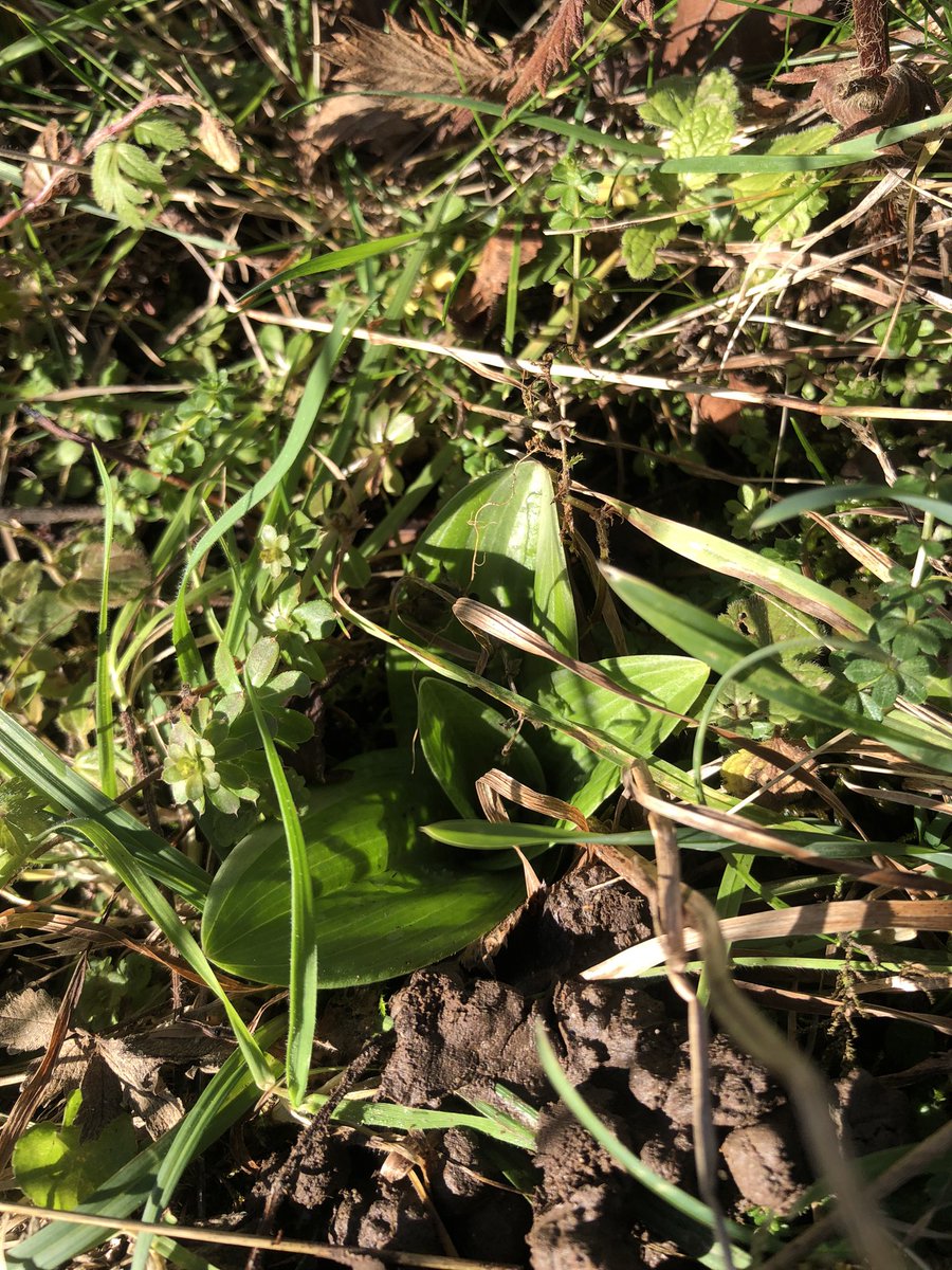 julian russell tweet media