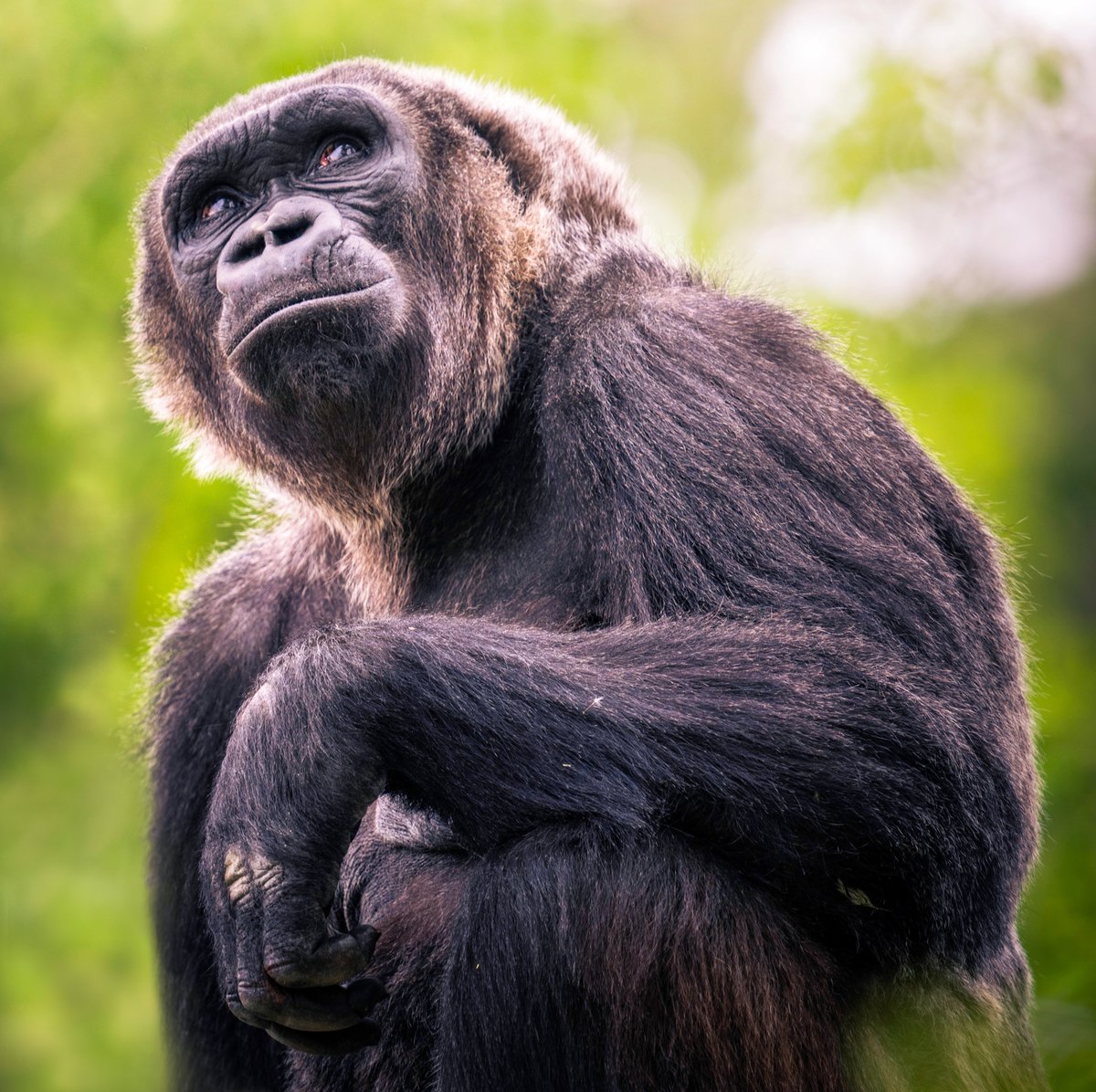 Utah's Hogle Zoo tweet media
